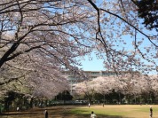 薬円台公園