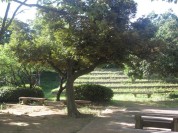 飯山満緑地公園